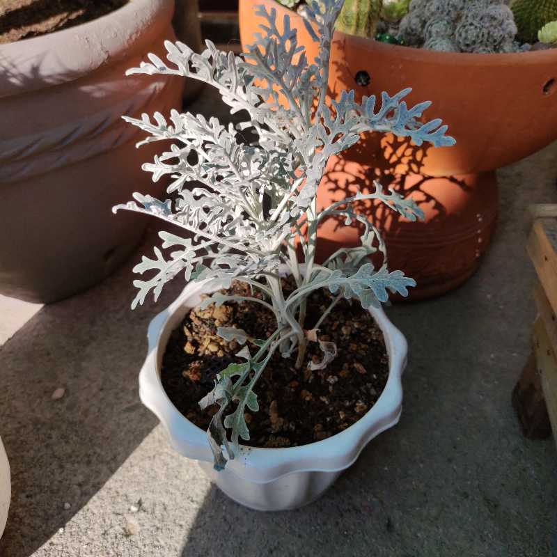 Potted Silver Ragwort plant with silvery-white leaves in a white pot.