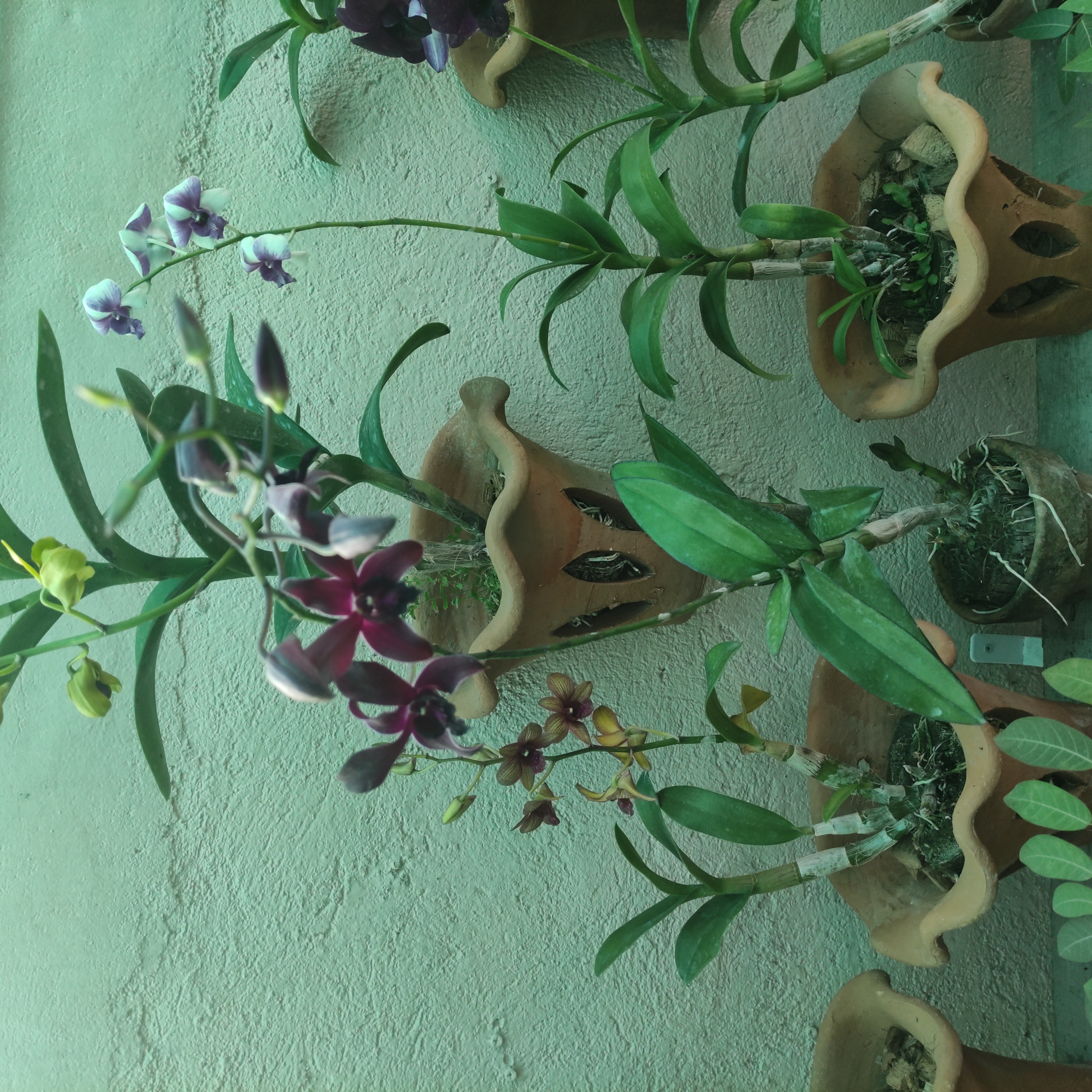 Multiple Dendrobium Phalaenopsis orchids in terracotta pots with vibrant flowers and green leaves.