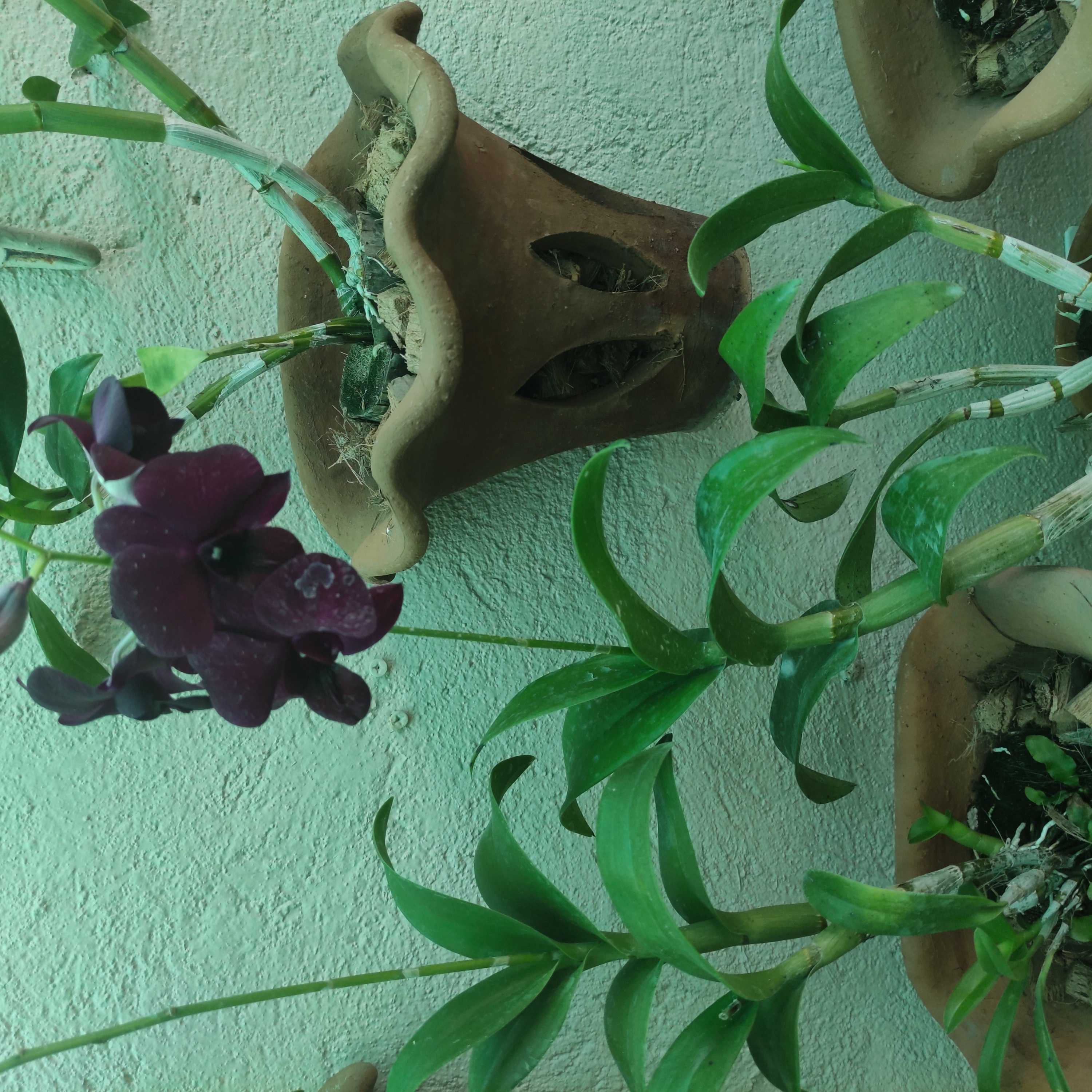 Dendrobium Phalaenopsis plant with green leaves and dark purple flower in a hanging pot.