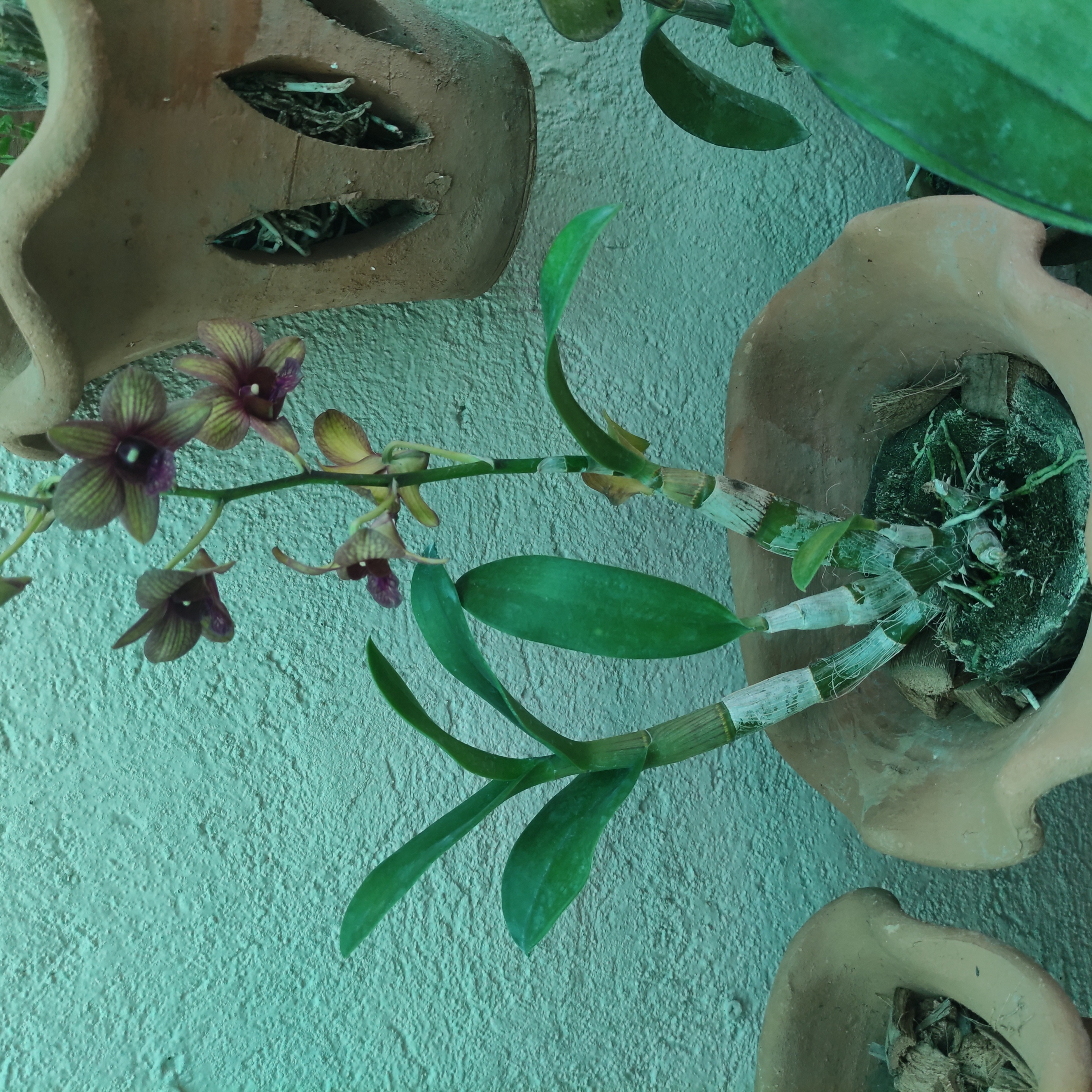 Dendrobium Phalaenopsis orchid in a pot with green leaves and flowers.