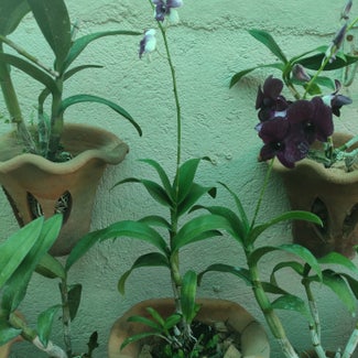 Dendrobium Phalaenopsis plant in San Fernando, Central Luzon