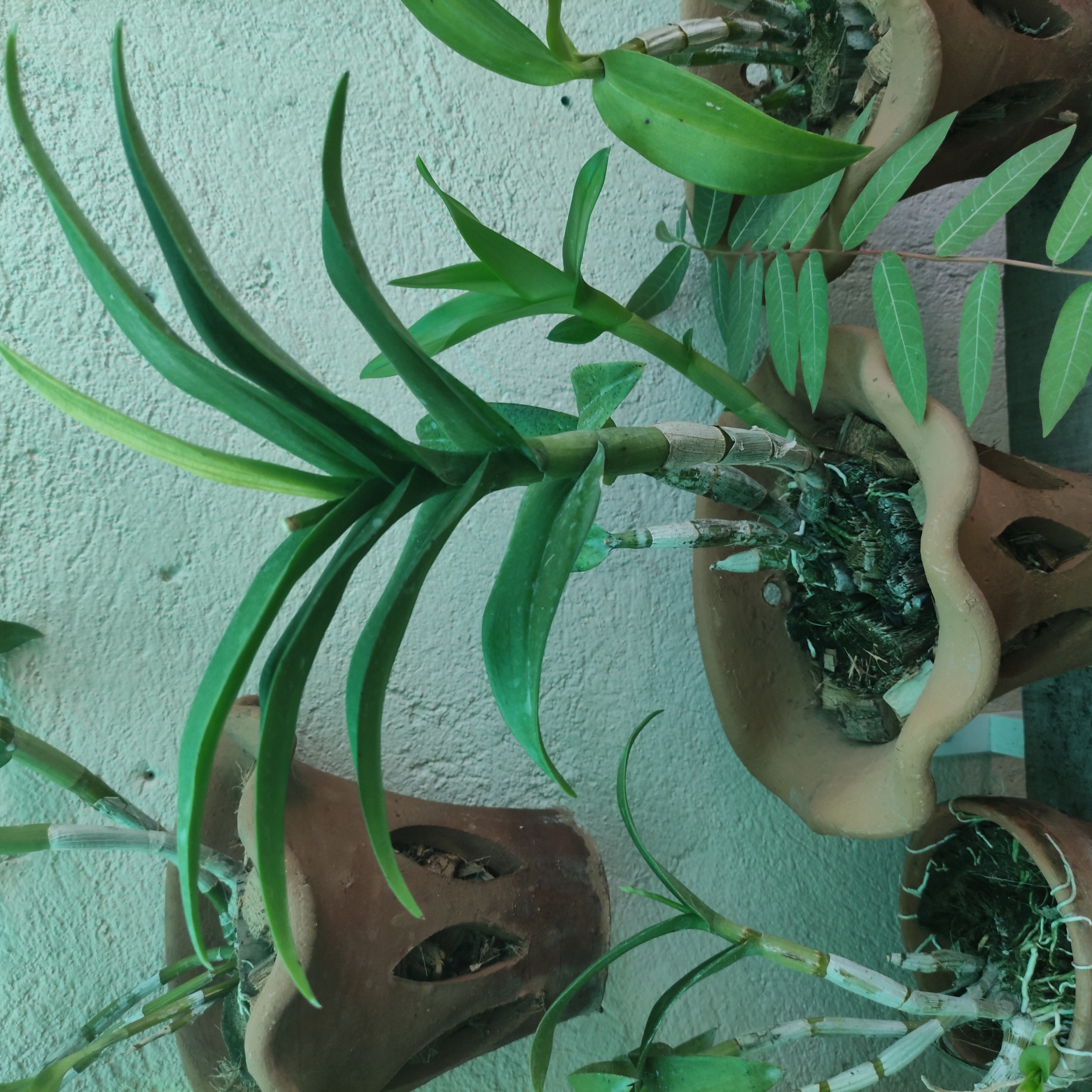 Multiple Dendrobium Phalaenopsis plants in clay pots with green leaves.