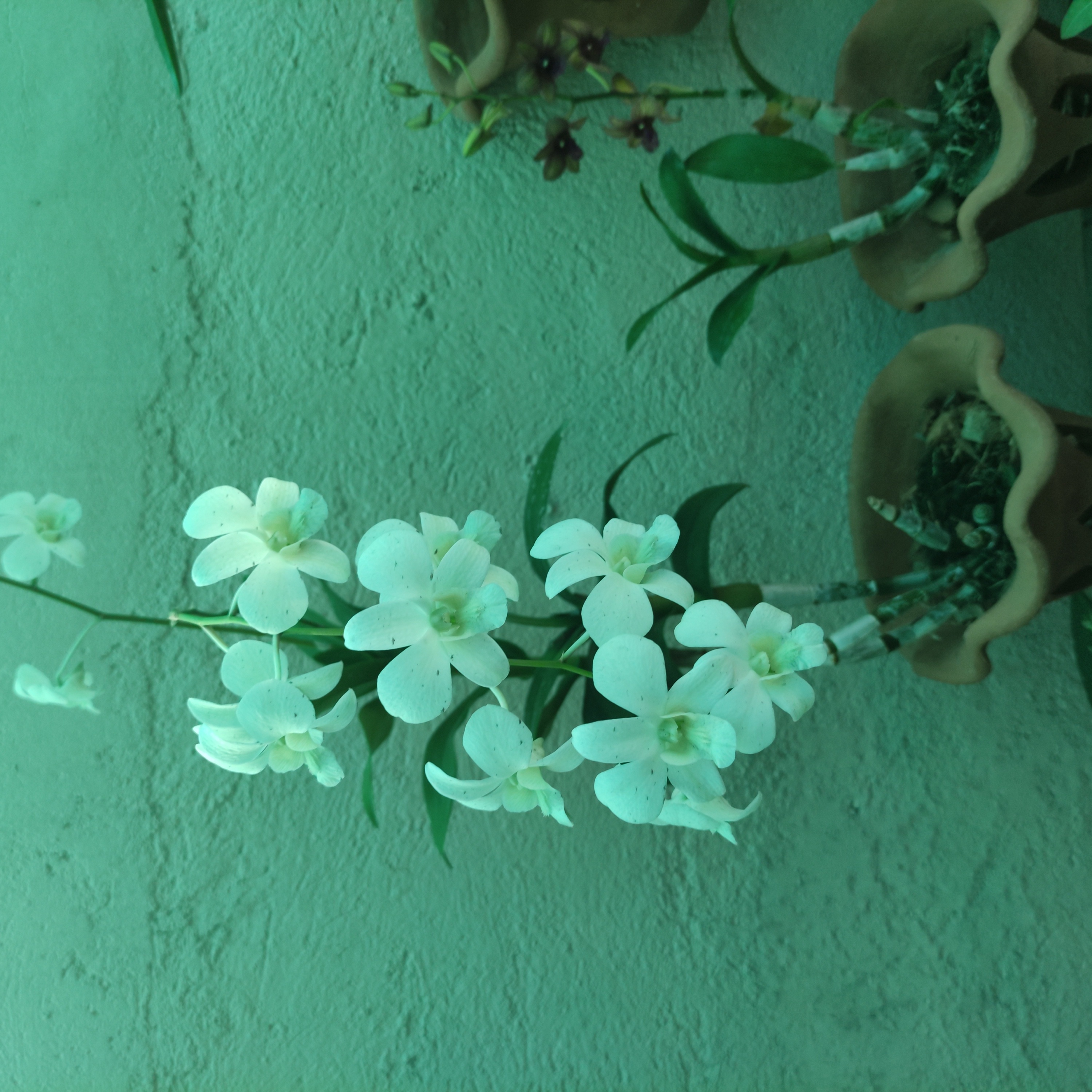 Dendrobium Phalaenopsis orchid with white flowers, healthy and well-formed.