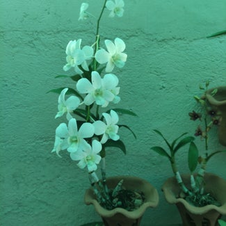 Dendrobium Phalaenopsis plant in San Fernando, Central Luzon