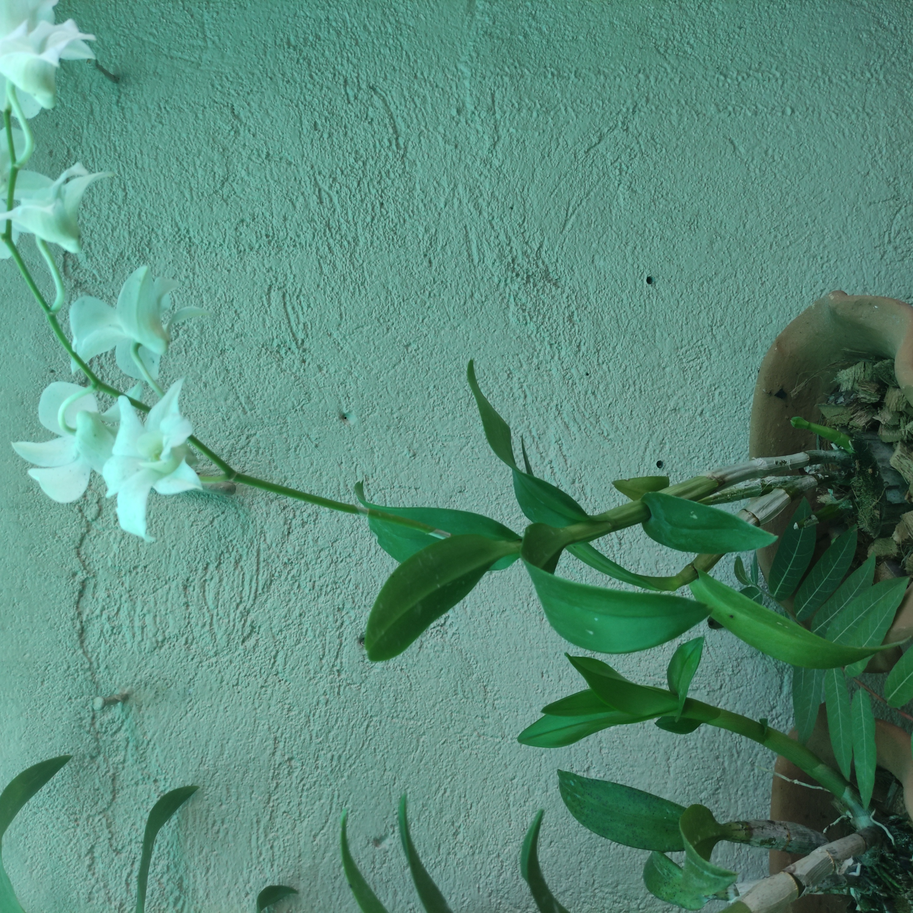 Dendrobium Phalaenopsis orchid with green leaves and white flowers against a textured wall.