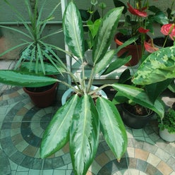Aglaonema 'Silver Bay' plant