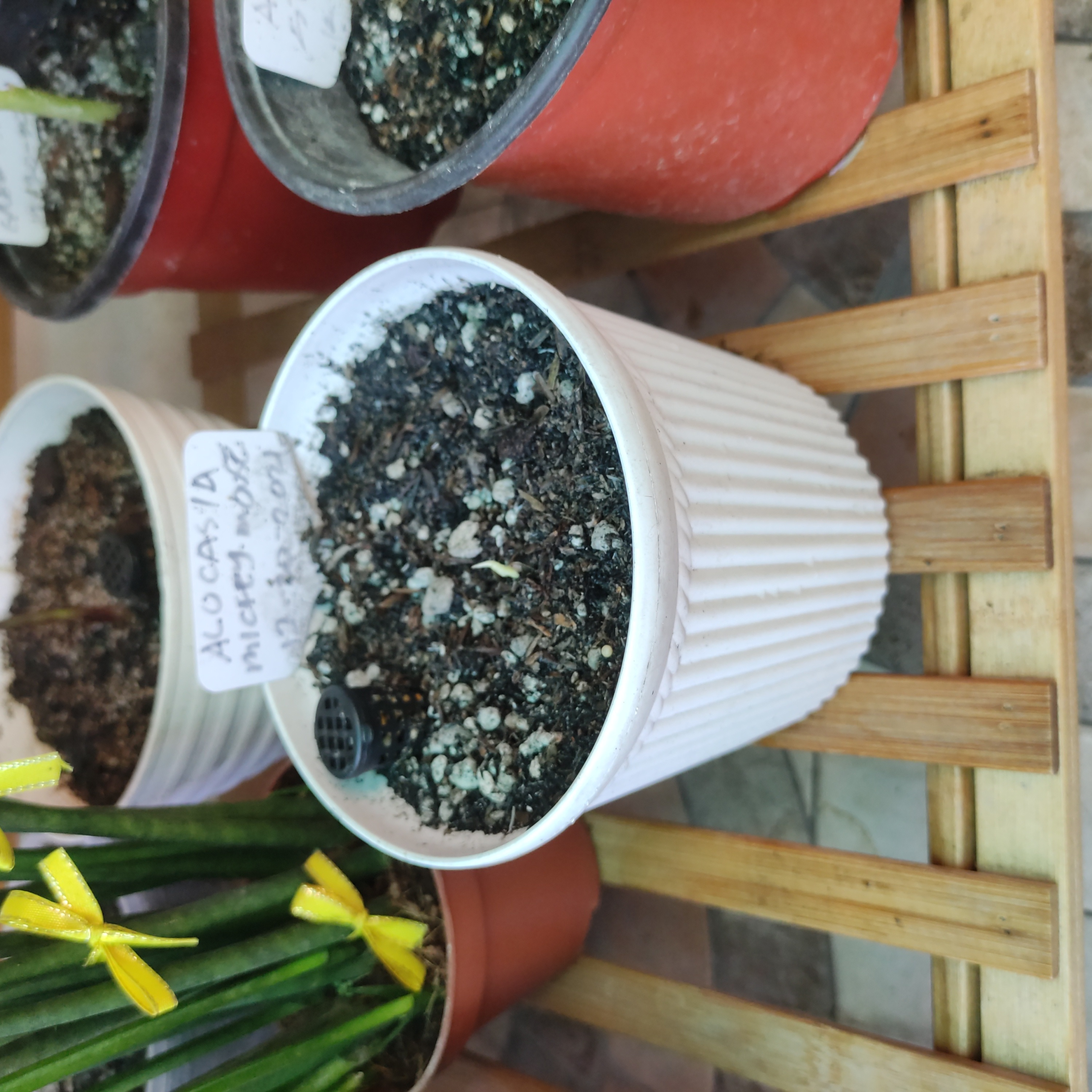 Potted plant labeled 'Alocasia Mickey Mouse Taro' with visible soil, no visible leaves or stems.