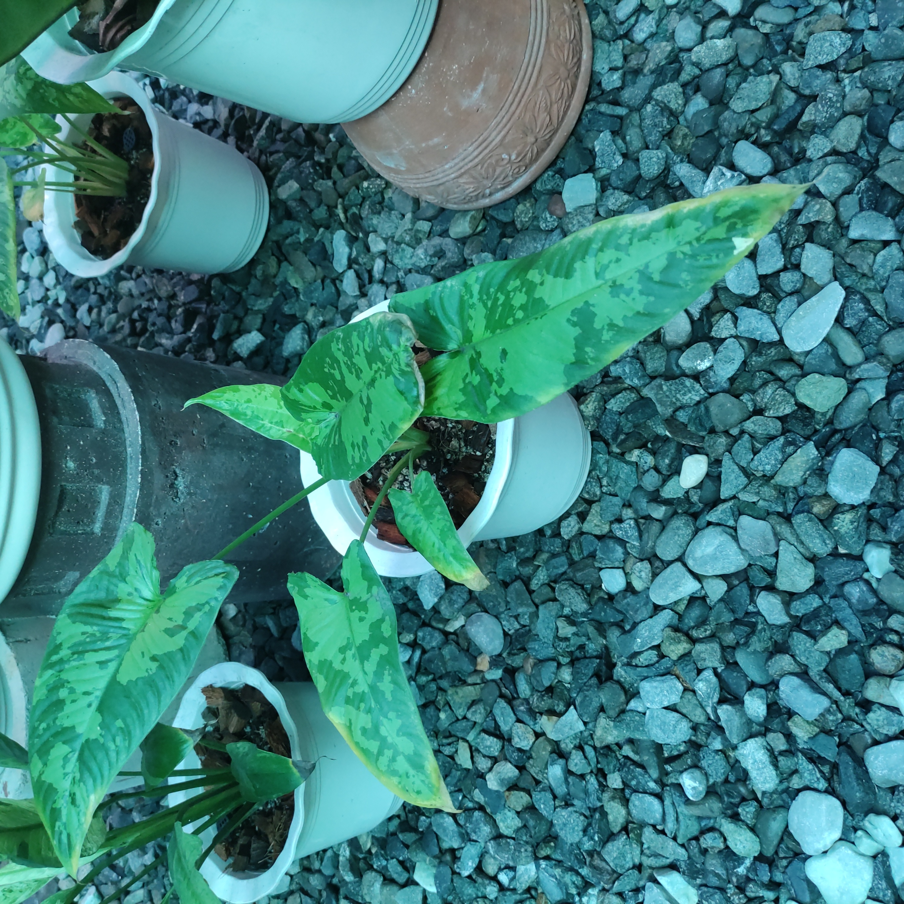 Schismatoglottis wallichii plant in a white pot with variegated leaves, surrounded by other potted plants.