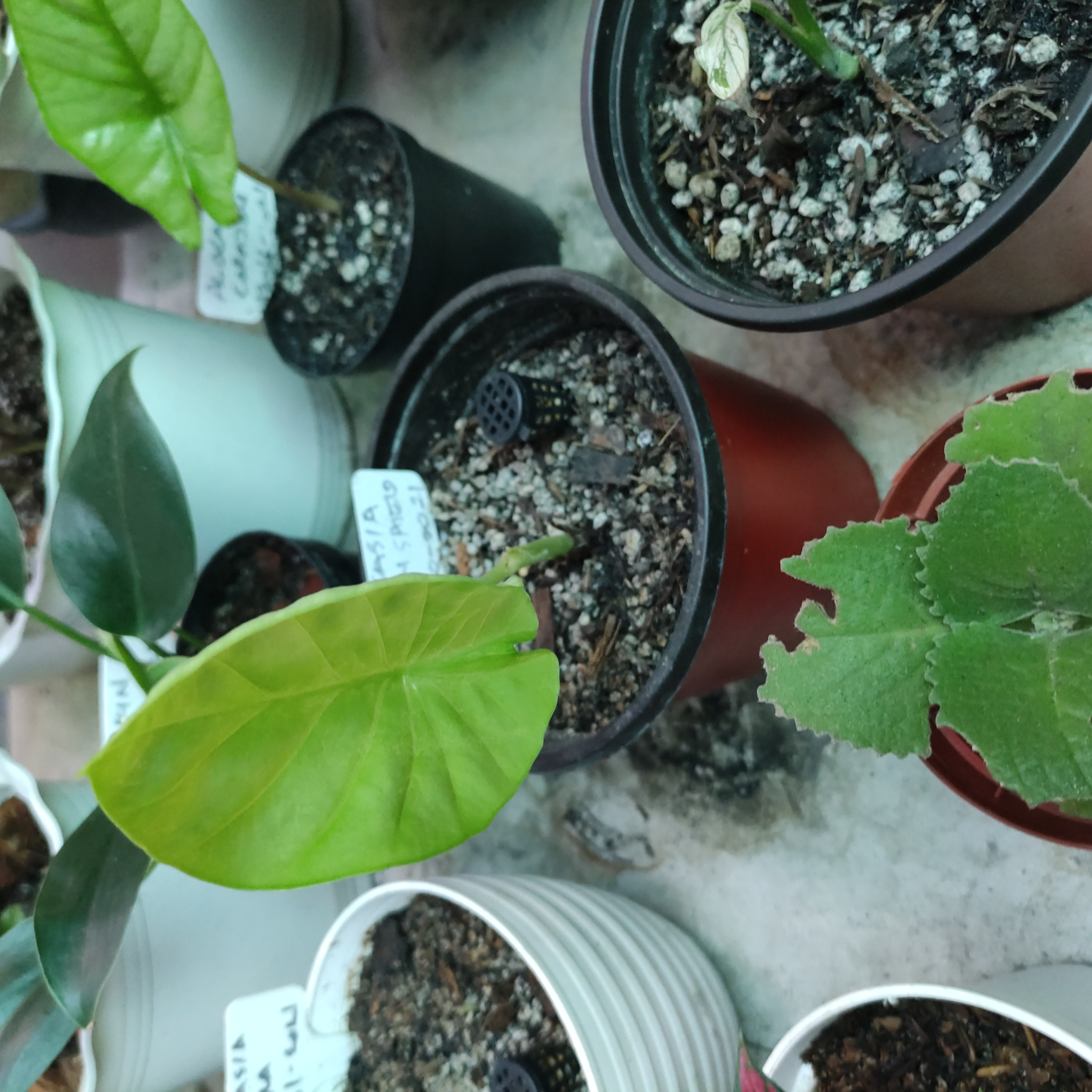 Several potted plants, with a focus on an Alocasia Green Shield showing some yellowing leaves.