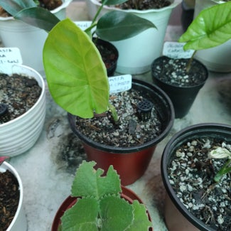 Alocasia Green Shield plant in San Fernando, Central Luzon