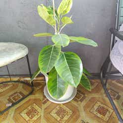 Yellow Ficus plant