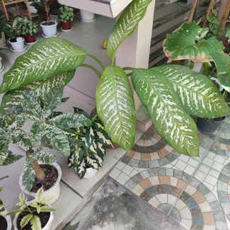 Dieffenbachia plant in San Fernando, Central Luzon