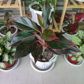 Red Siam Aurora Aglaonema plant in San Fernando, Central Luzon