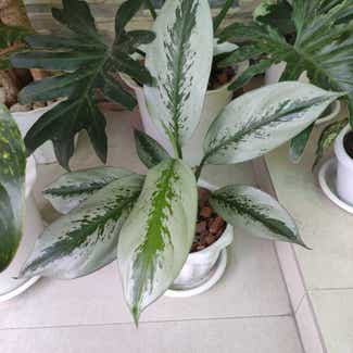 Chinese Evergreen plant in San Fernando, Central Luzon