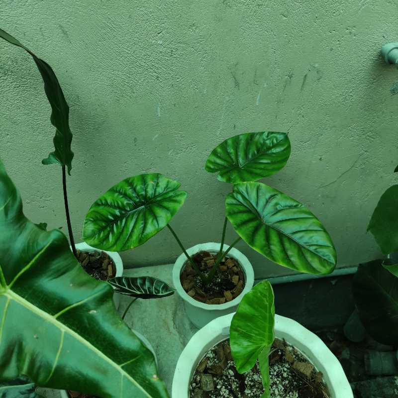 Several healthy Alocasia Green Shield plants in white pots with vibrant green leaves.
