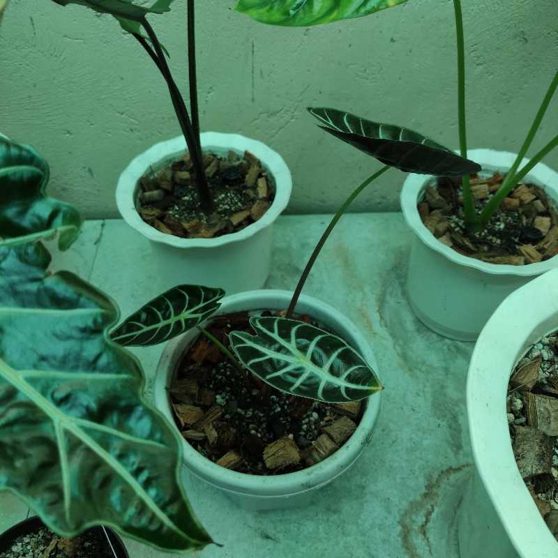 Multiple potted Alocasia longiloba plants with dark green leaves and white veins.
