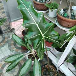 Alocasia 'Sarian' plant