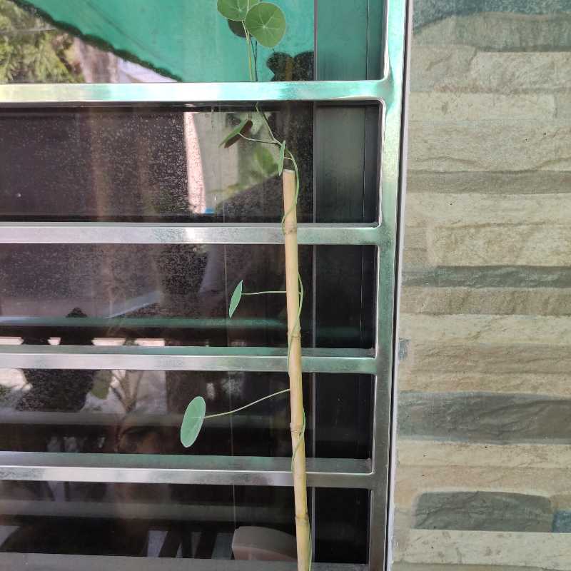 Stephania erecta plant with a long stem and round leaves growing vertically against a metal structure.