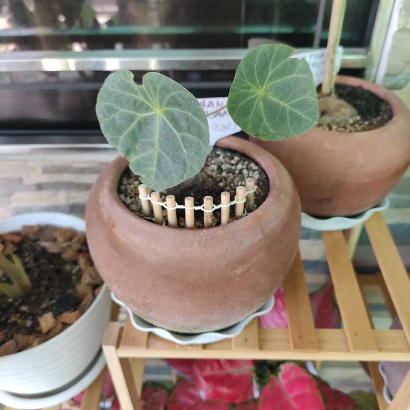 Photo of the plant species Stephania 'Nova' by @Arashi1118 named Stephania Kaweesakii on Greg, the plant care app