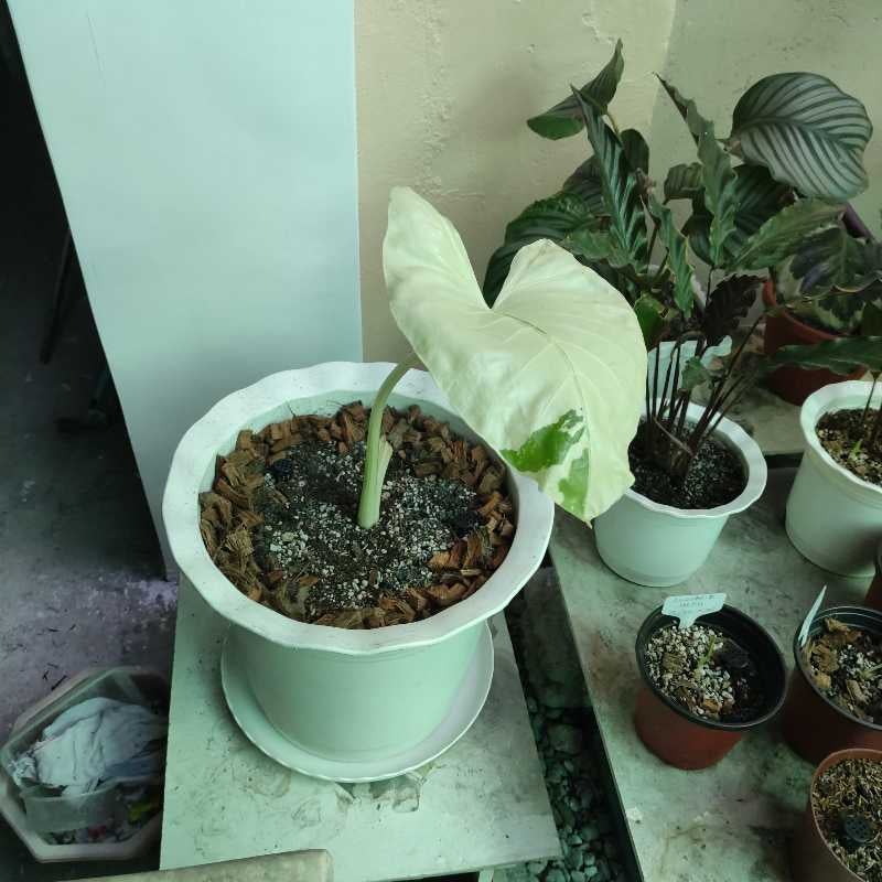 Potted Variegated Alocasia with a prominent white leaf, visible soil, and other plants in the background.