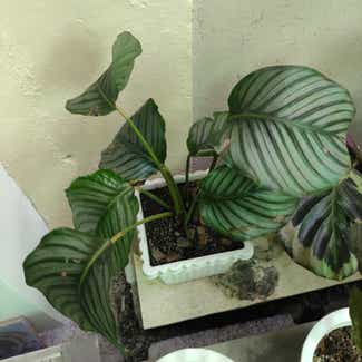 Calathea Orbifolia plant in San Fernando, Central Luzon