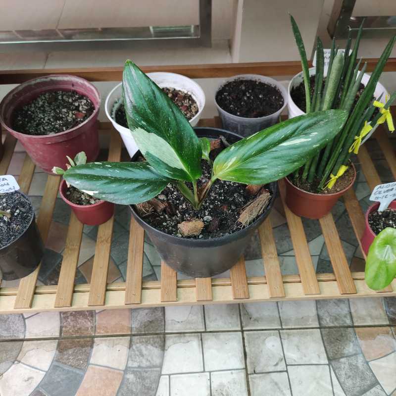 Monstera Cobra plant in a black pot on a wooden rack with other potted plants.