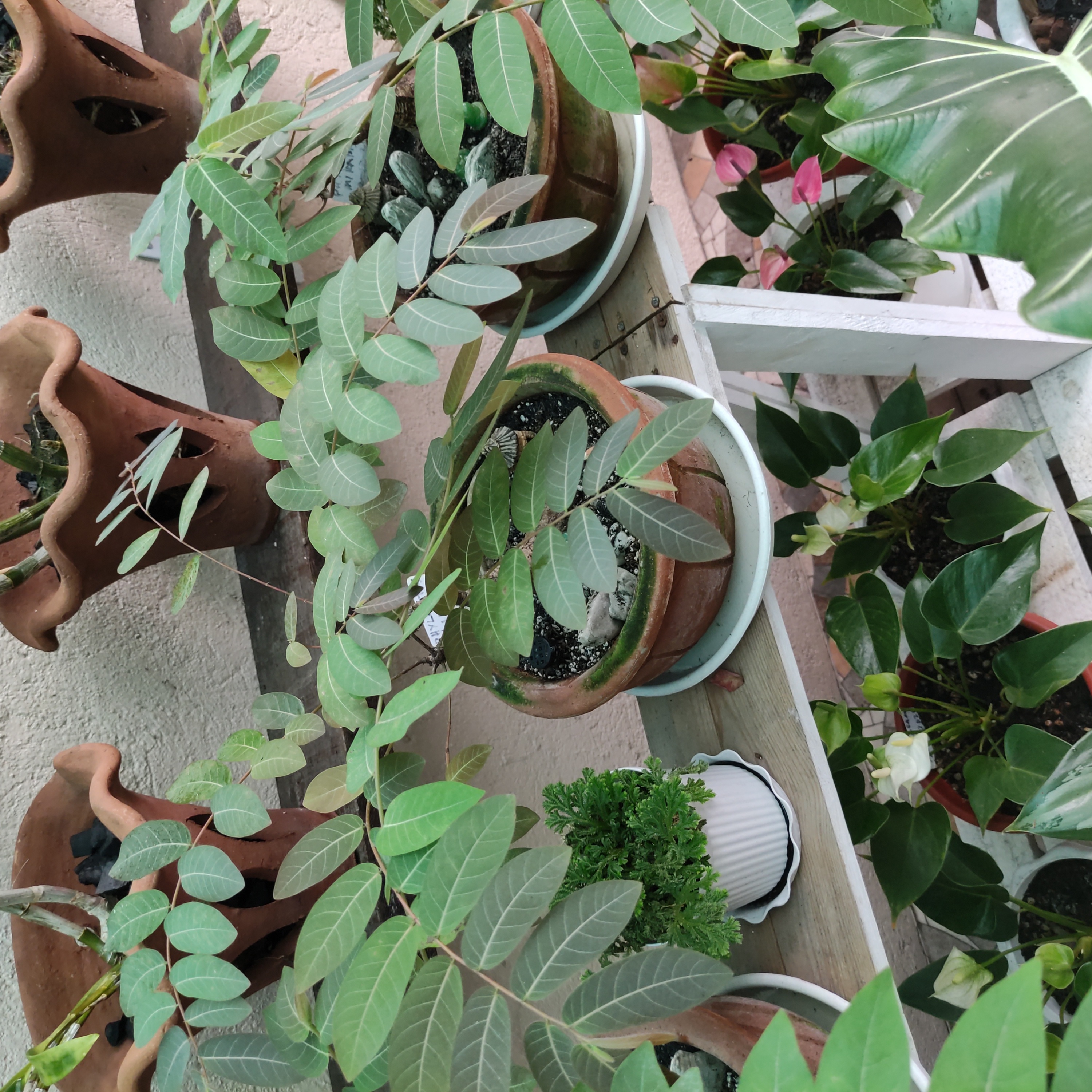 Potted Phyllanthus mirabilis plant with elongated, pinnate leaves. Soil is visible.