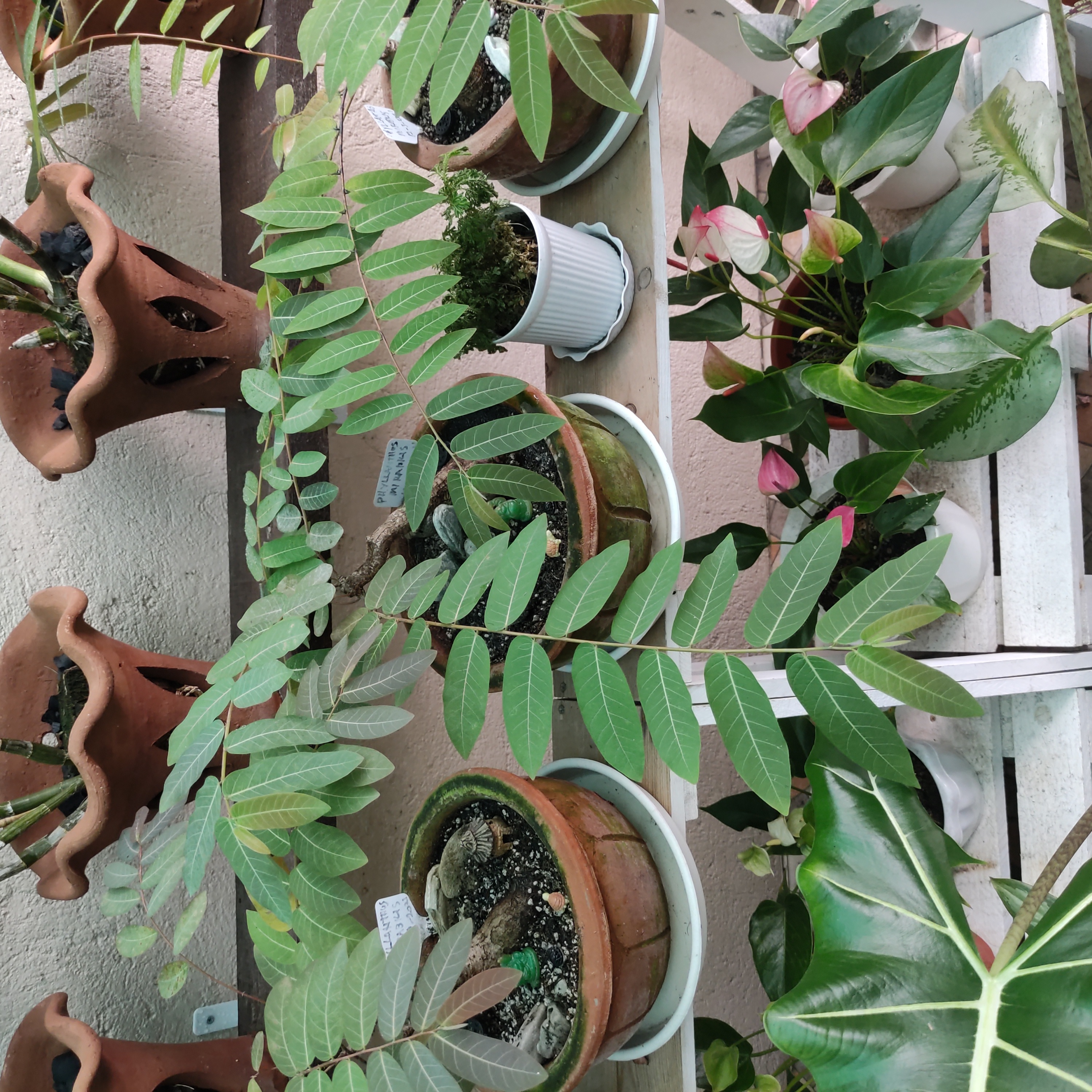 Phyllanthus mirabilis plant with healthy compound leaves among other potted plants on a shelf.