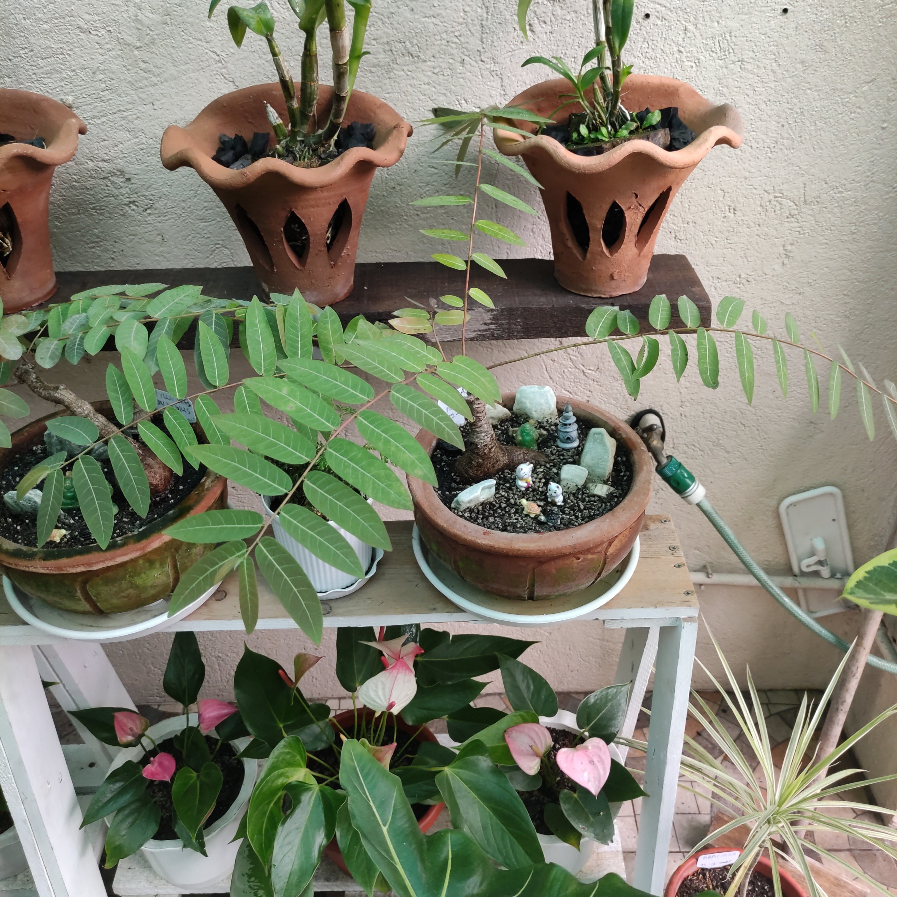 Phyllanthus Mirabilis