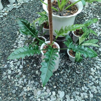 Philodendron Narrow Tiger Tooth plant in San Fernando, Central Luzon