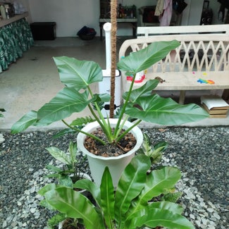 Elephant Ear Philodendron plant in San Fernando, Central Luzon