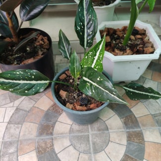 Chinese Evergreen plant in San Fernando, Central Luzon