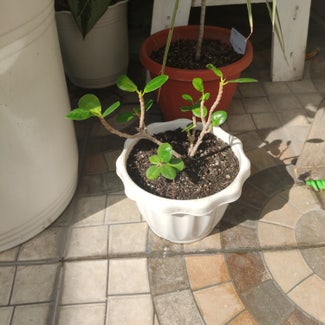 Ficus Ginseng plant in San Fernando, Central Luzon