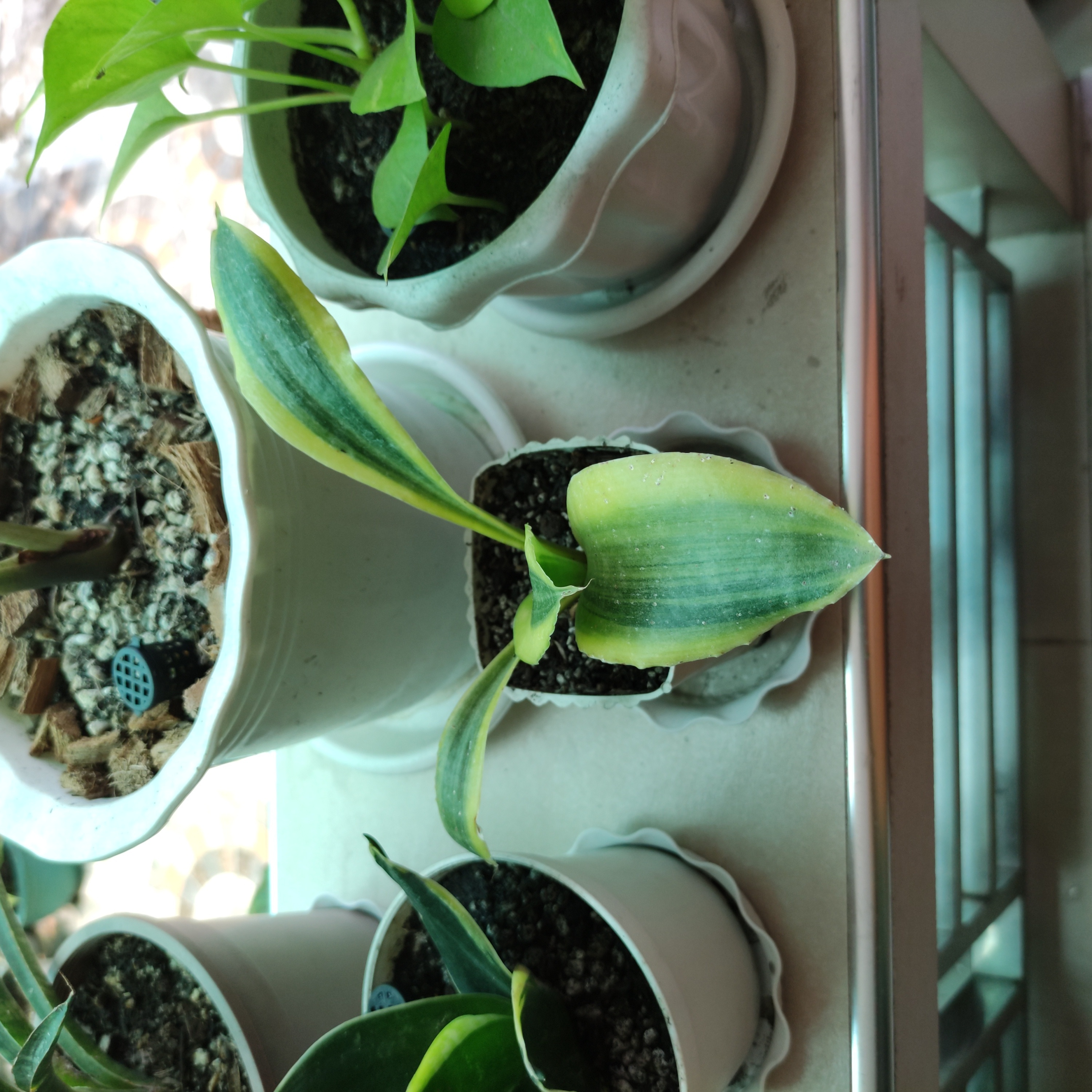 Several potted plants, with the main subject being a Golden Flame Snake Plant showing some leaf yellowing.