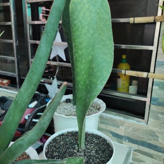 Whale Fin Snake Plant plant in San Fernando, Central Luzon