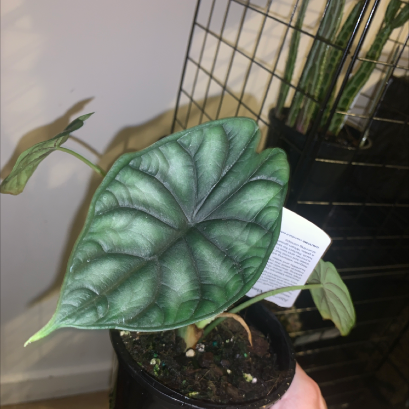 Potted Alocasia 'Dragon Scale' plant with textured leaves, held by a hand. Background includes another plant in a wire frame.