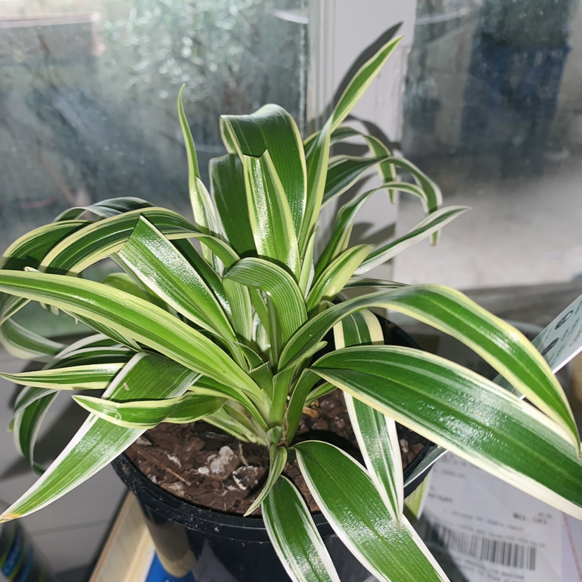 Spider Plant plant photo by @SucculentJade named Charlotte on Greg, the plant care app.