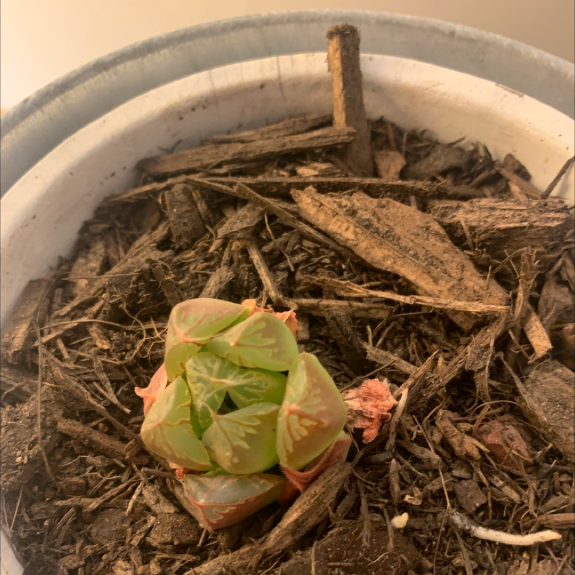 Haworthia cooperi succulent in a pot with visible soil and mulch.