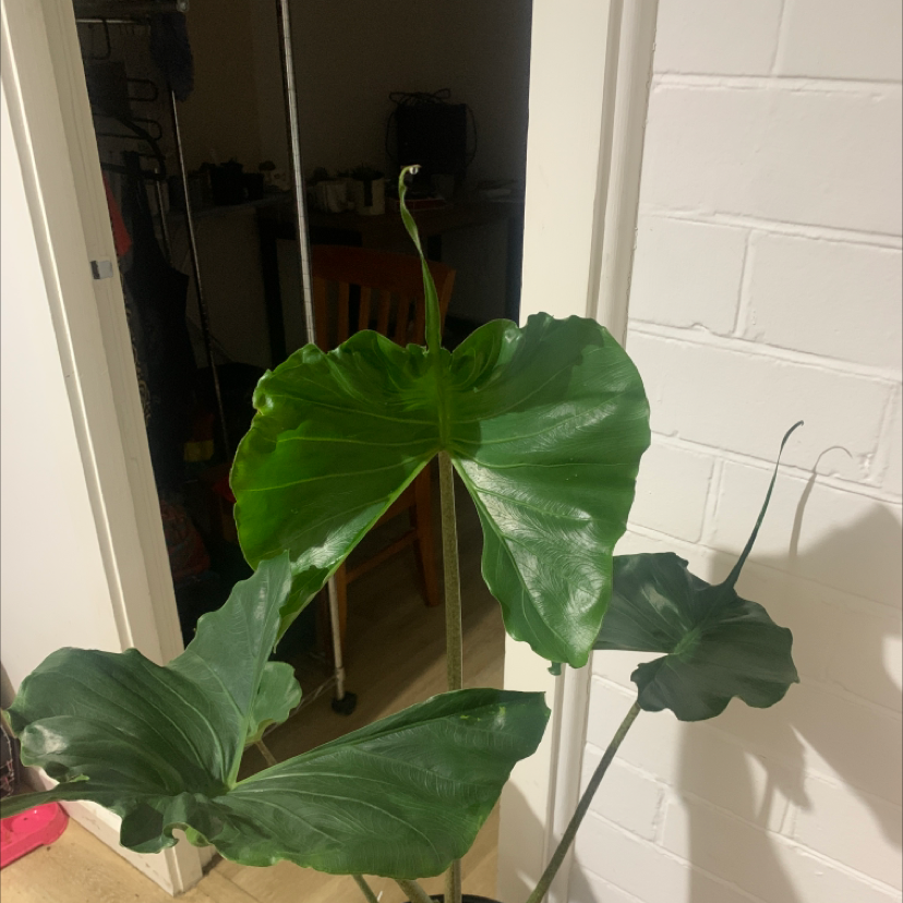 Giant Taro plant photo by @SucculentJade named Bingo on Greg, the plant care app.