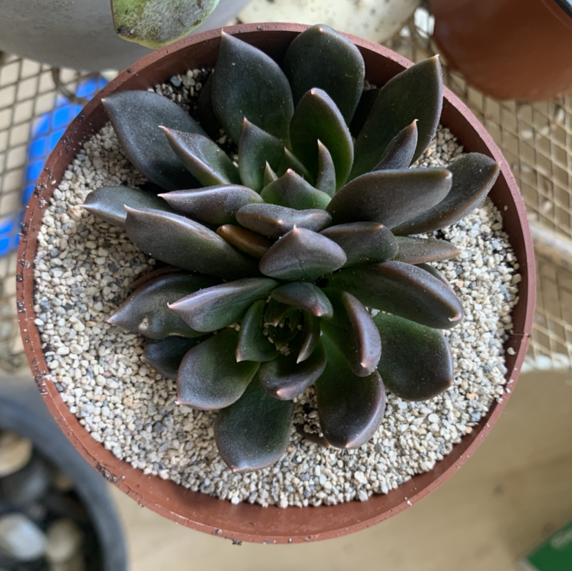 A healthy Echeveria 'Black Prince' succulent in a pot with gravel.