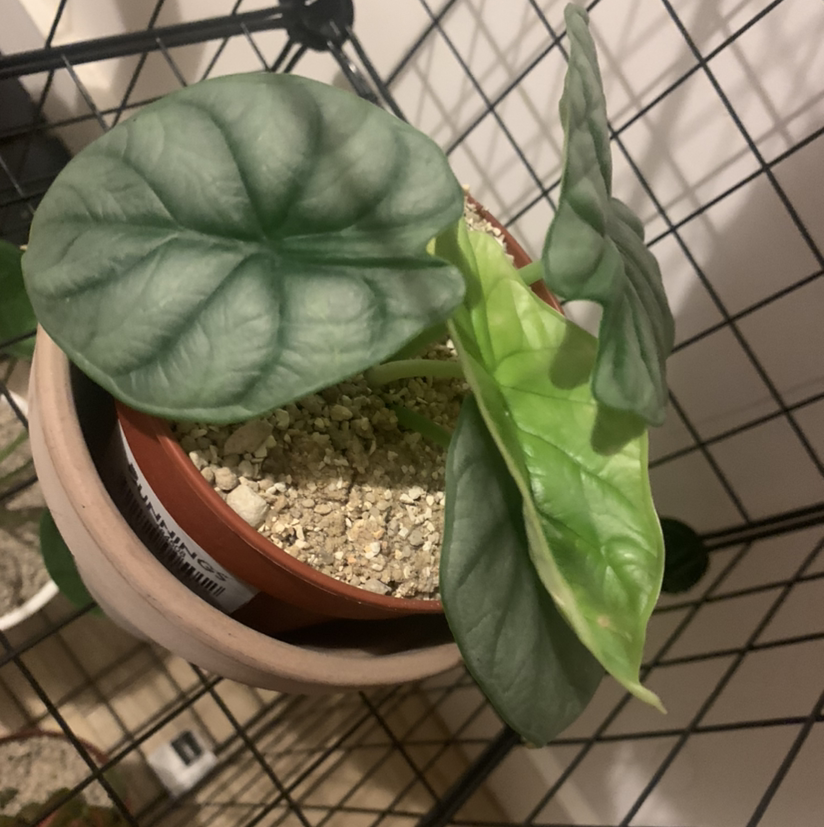 Alocasia Silver Dragon plant photo by @SucculentJade named Sylvia on Greg, the plant care app.
