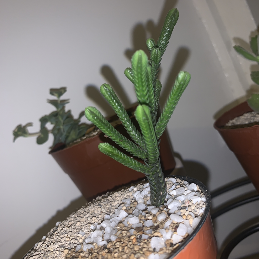 Photo of the plant species Pagoda Mini Jade by @SucculentJade named Time on Greg, the plant care app