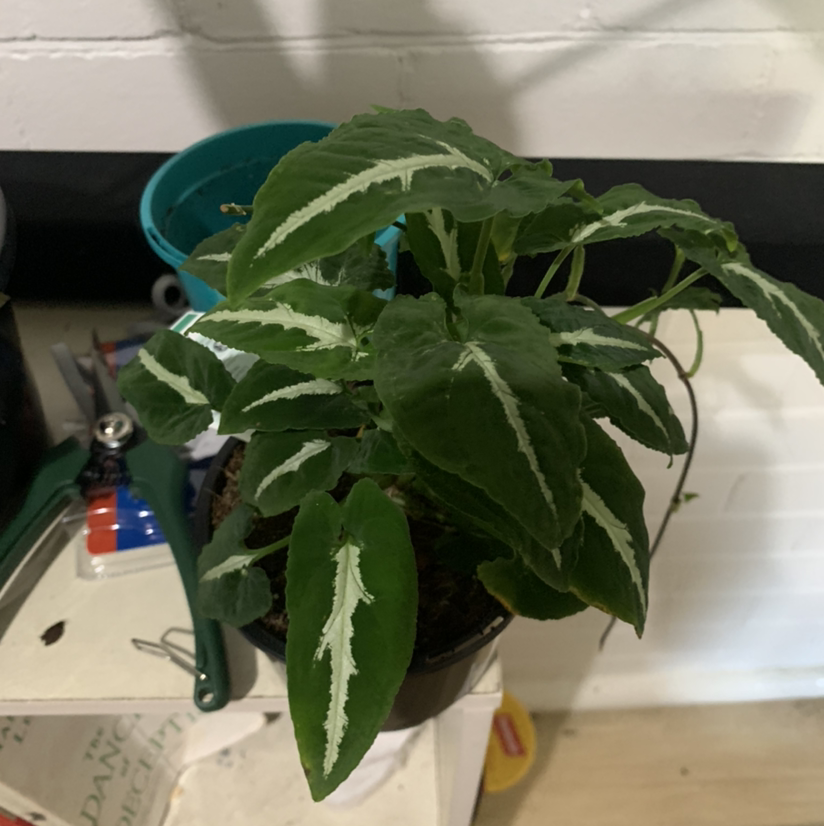 Syngonium wendlandii plant photo by @SucculentJade named Simba on Greg, the plant care app.