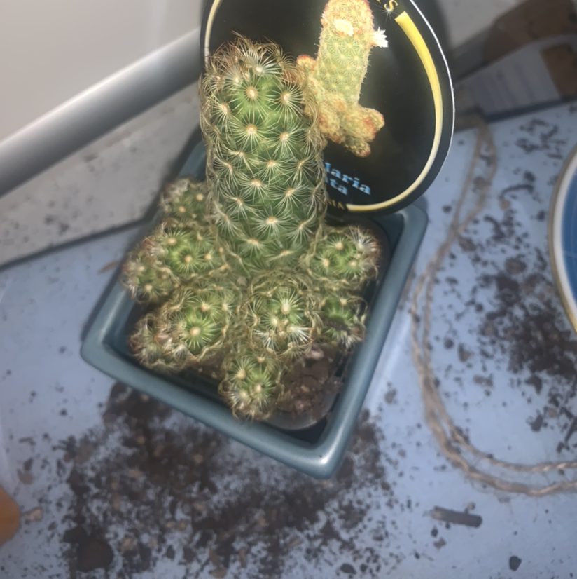 Mammillaria Elongata plant photo by @SucculentJade named Occy on Greg, the plant care app.