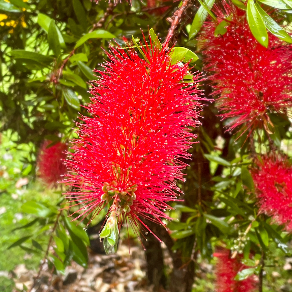 Photo of the plant species Crimson Bottlebrush by @SucculentJade named Brushy (bottle brush) on Greg, the plant care app