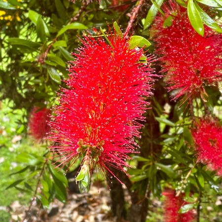 Photo of the plant species common red by Succulentjade named Brushy (bottle brush) on Greg, the plant care app