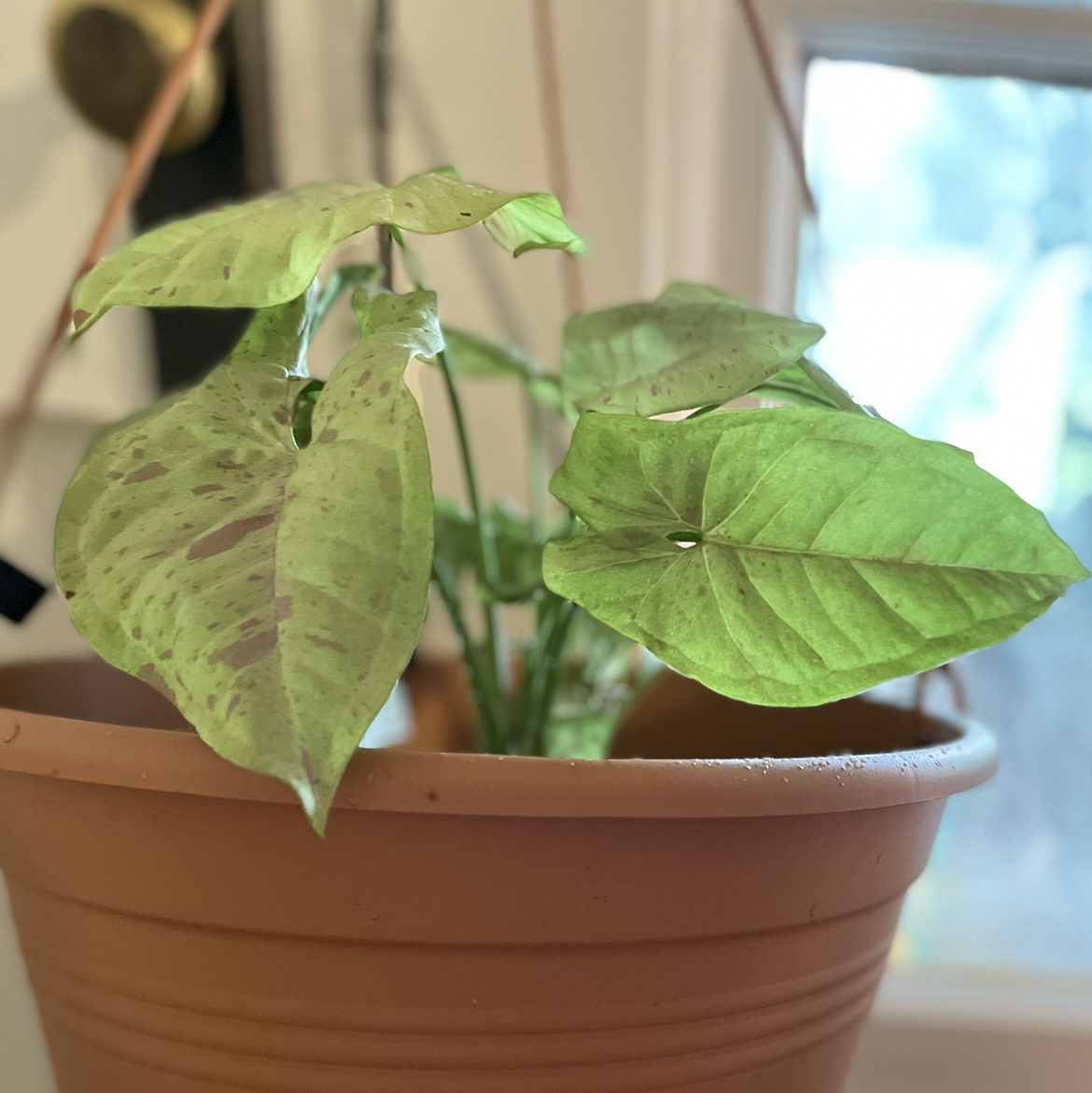 Potted Confetti Syngonium plant with healthy green variegated leaves.