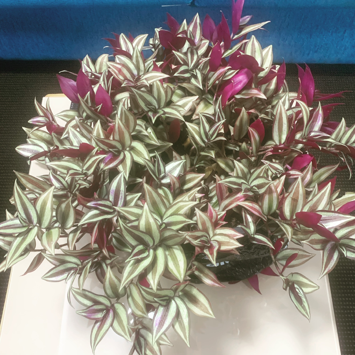 Spiderwort plant photo by @SucculentJade named Sparkle on Greg, the plant care app.
