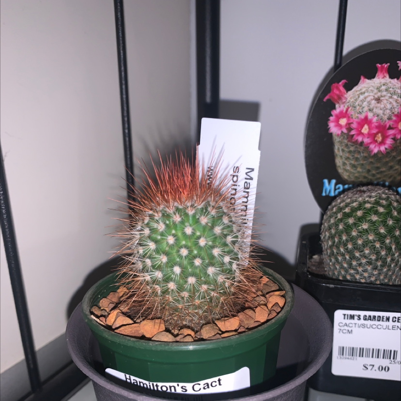 Spiny Pincushion Cactus plant photo by @SucculentJade named Ms Spinny on Greg, the plant care app.