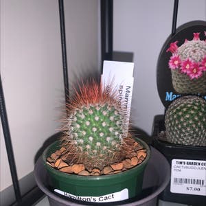 Spiny pincushion cactus plant photo by @SucculentJade named Ms Spinny on Greg, the plant care app.